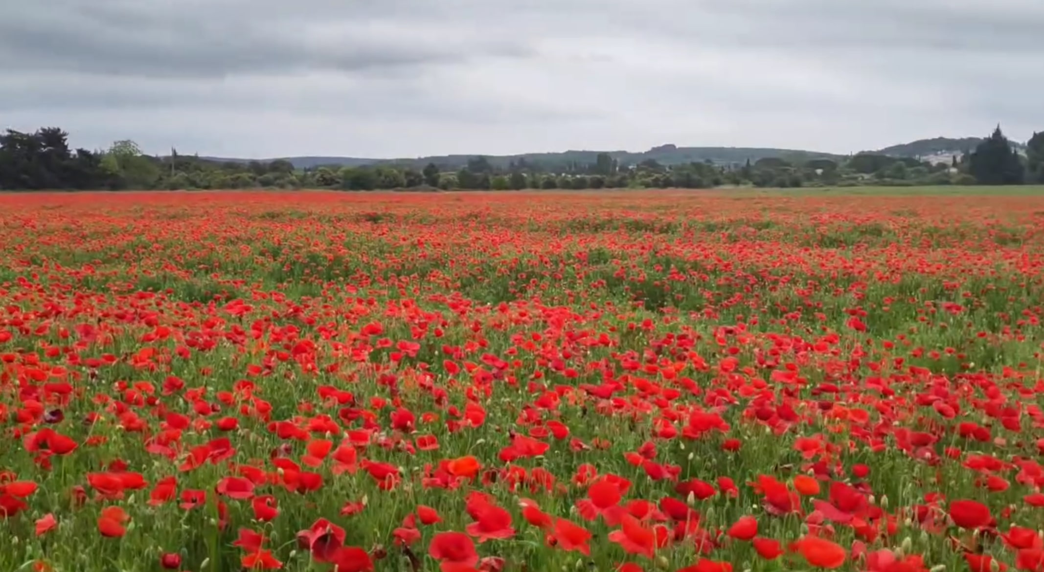 Champ de coquelicot dans le Gard